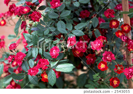 61904玫瑰金玫瑰 2543055