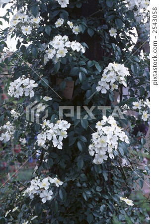 61911玫瑰金玫瑰 2543058