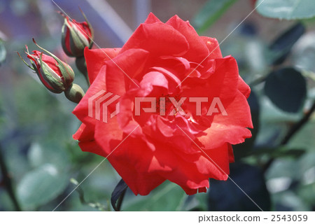 61914玫瑰金玫瑰 2543059