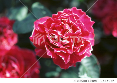 61954 rose old rose 61954 rose old rose 2543076