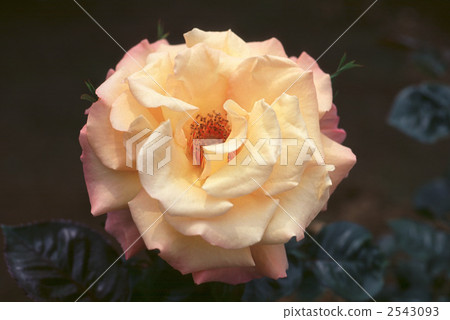 61984玫瑰現代玫瑰 2543093