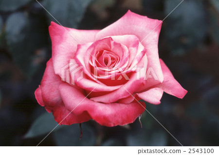 62005玫瑰現代玫瑰 2543100