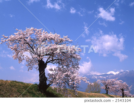 櫻桃樹 2543104