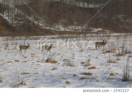 terrestrial animal, sikdeer, hokkaido sika 2543127