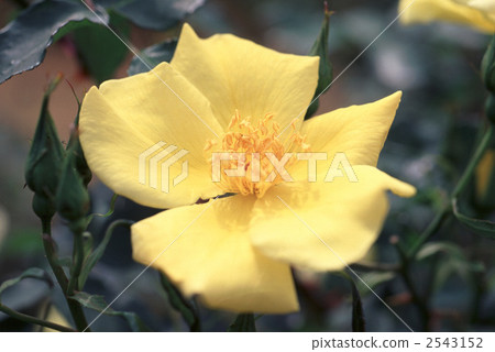 62081 rose old rose 2543152