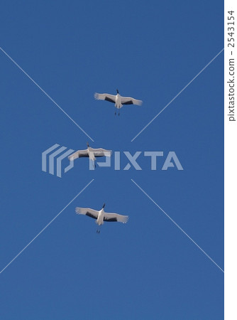 丹頂鶴 鶴 日本吊車 2543154