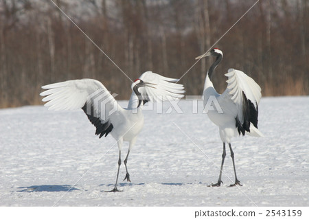 丹頂鶴 鶴 日本吊車 2543159