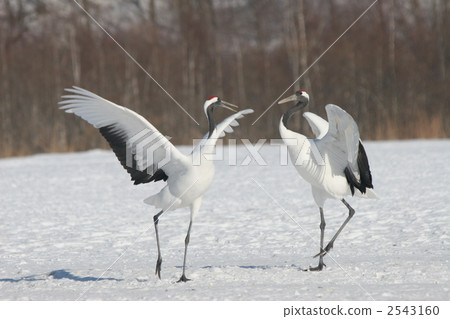 鶴 天然紀念物 受保護物種 2543160