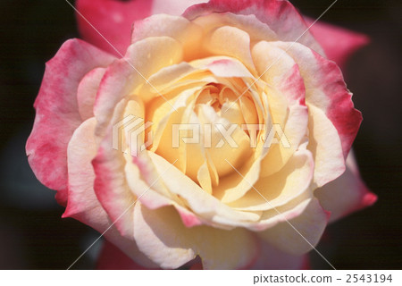 62122 rose old rose 62122 rose old rose 2543194