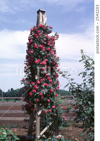 62154玫瑰金玫瑰 2543203