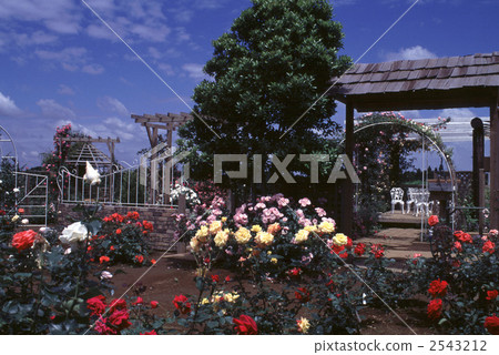 玫瑰花園有62172朵 玫瑰花園有62172朵 2543212