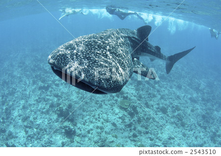 與馬爾代夫的鯨鯊一起游泳 與馬爾代夫的鯨鯊一起游泳 2543510