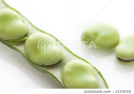 蠶豆 2543638