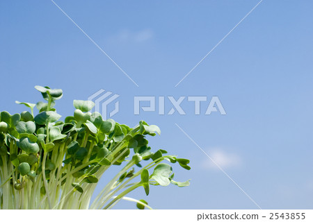 Shoot and blue sky Shoot and blue sky 2543855