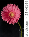 Margaret 2544144