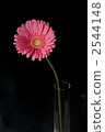 Margaret 2544148