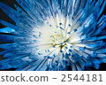 Chic 2544181