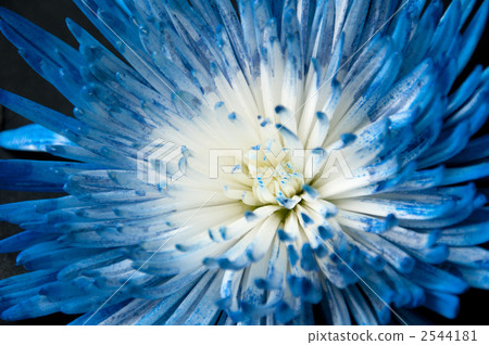 菊花 菊花 2544181