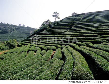 Oolong tea field in Wuyi Mountain Oolong tea field in Wuyi Mountain 2544216