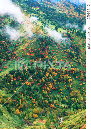 Autumn leaves of Shiga Kogen Autumn leaves of Shiga Kogen 2544242