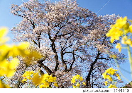 Gourd cherry tree Gourd cherry tree 2544340