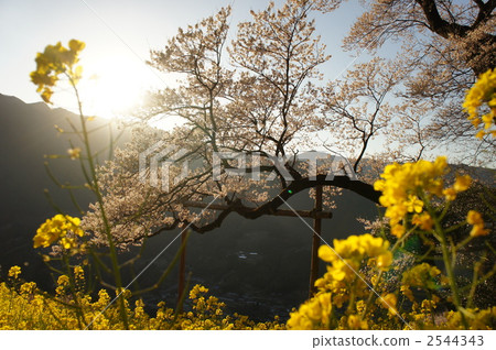 hyotan cherry blossoms, nature, natural 2544343