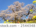 hyotan cherry blossoms, old tree, bloom 2544348