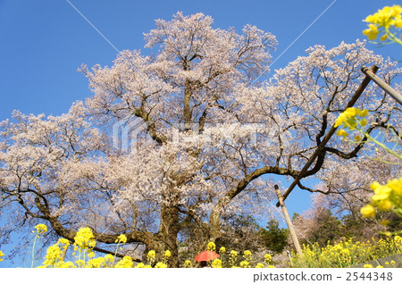 這棵老樹 花朵 花 2544348