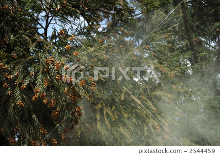 2011年雪松花粉 2544459