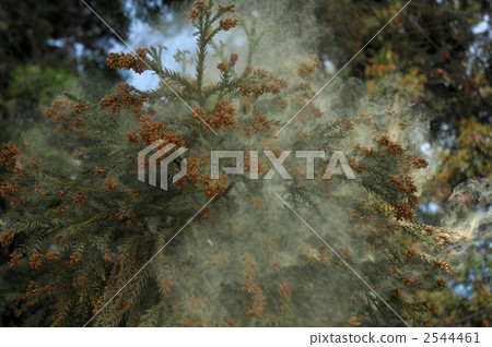 2011年雪松花粉 2544461