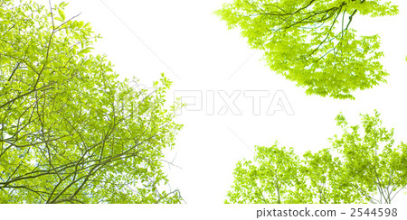 Fresh green Fresh green 2544598