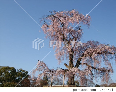 丸山公園的枝條櫻花 丸山公園的枝條櫻花 2544671