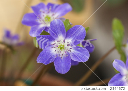 肝 植物 植物學 2544672