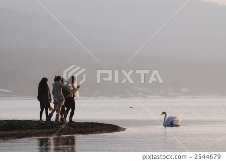 天鵝 水雞 鳥兒 2544679