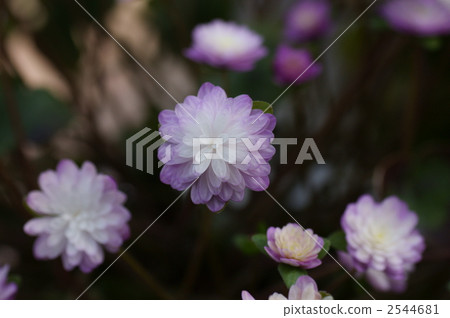肝 植物 植物學 2544681