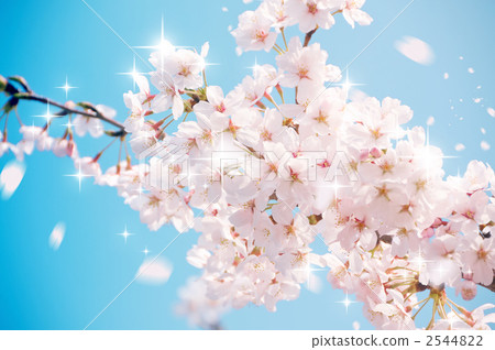 櫻花雪組成 2544822