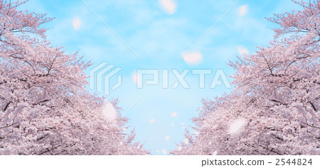 賞櫻 吉野櫻花樹 櫻花 2544824