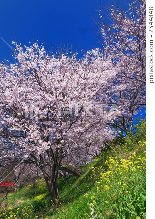 櫻花 櫻 賞櫻 2544848