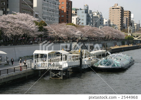 在墨田區公園和Himiko的櫻花 2544968