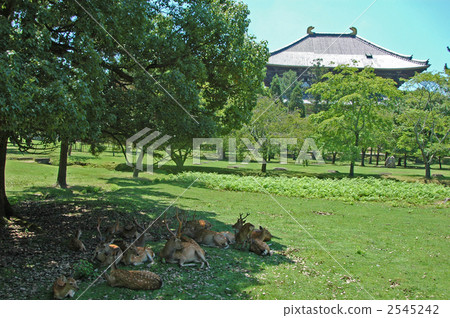 奈良公園鹿和佛像 奈良公園鹿和佛像 2545242