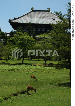 奈良公園鹿和佛像 奈良公園鹿和佛像 2545243