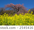 油菜花 油菜 櫻花 2545416