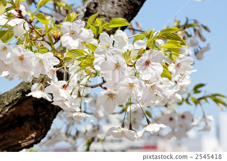 櫻花和藍天在上野Onegi公園盛開 櫻花和藍天在上野Onegi公園盛開 2545418