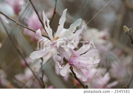 四手靈魂開闊了 2545581