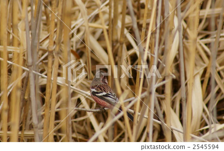 紅色猴子Benimashico男性 紅色猴子Benimashico男性 2545594