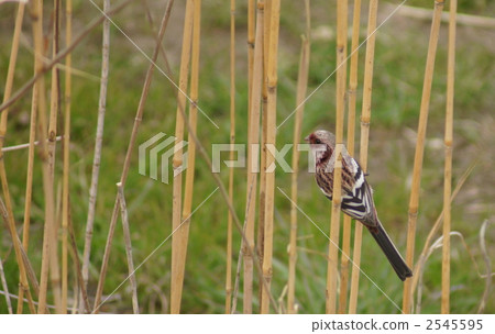 Red monkey Benimashico male Red monkey Benimashico male 2545595