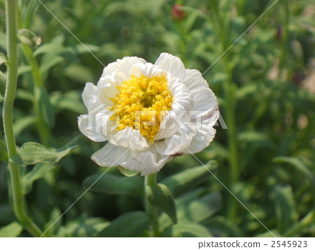 Hanakanzashi Hanakanzashi 2545923