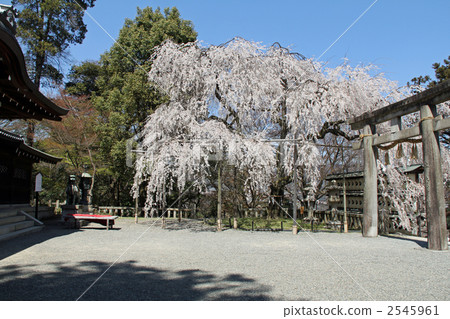weeping cherry, weeping cherry tree, ooishi shrine 2545961