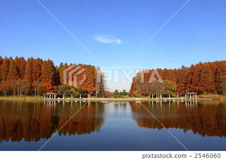 December Autumn leaves Metasequoia · Cryptomeria 45 2546060