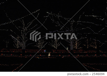 December Woodside tree · Illuminations 38 2546094